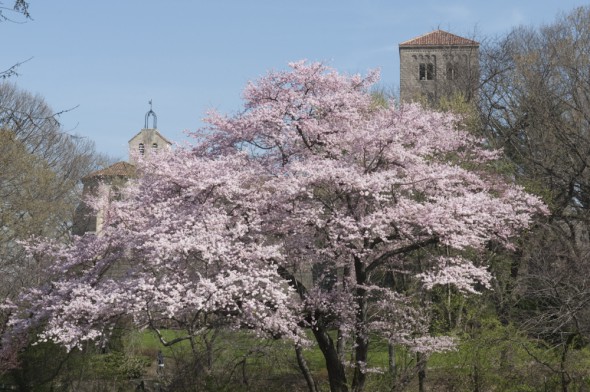 The Cloisters Museum in Spring